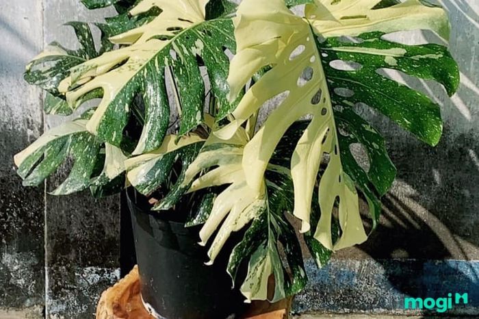 Cây trầu bà đột biến có khả năng sống mãnh liệt và giúp cải thiện chất lượng không khí rất hiệu quả.