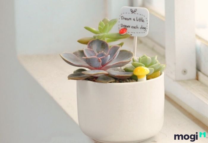 Việc trồng Sen Đá mang lại nhiều lợi ích cho sức khỏe và không gian sống.
