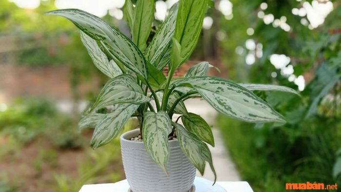 Mệnh Mộc hợp cây gì - Cây Ngân Hậu