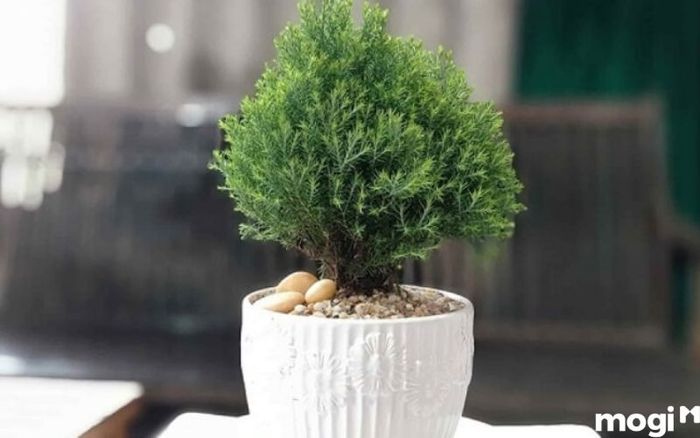Cây tuyết tùng được coi là cây linh thiêng tại Nhật Bản, mang trong mình những giá trị tâm linh đặc biệt.