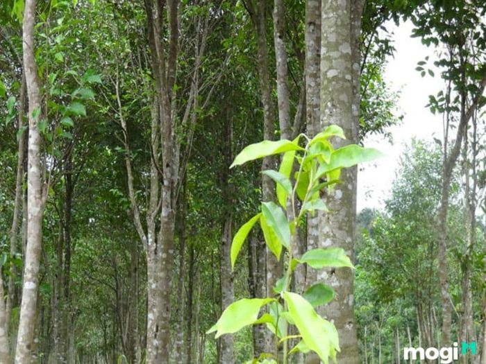 trầm hương là gì?