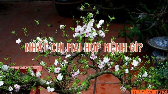 Nhất chi mai hợp mệnh nào? Cùng khám phá ý nghĩa, cách trồng và chăm sóc cây hiệu quả