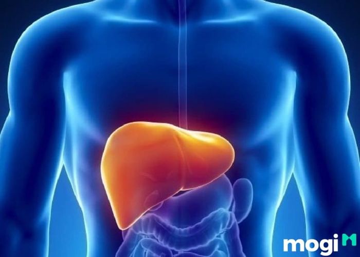 Sâm đất cũng giúp gan thải độc hiệu quả