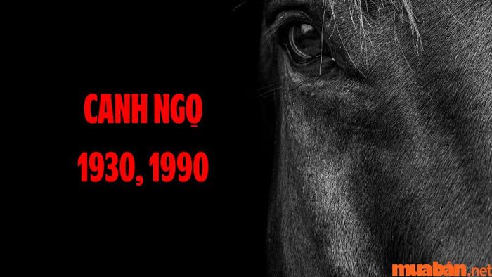 Tuổi Ngọ hợp hướng nào? – Khám phá hướng nhà hợp với tuổi Canh Ngọ.