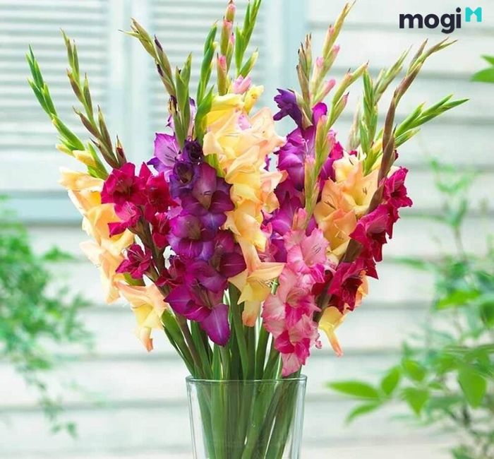 Những bình hoa lay ơn cắm đẹp, rực rỡ.