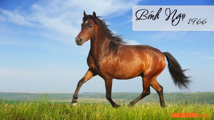 Khái quát về người tuổi Bính Ngọ