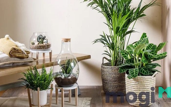 Cây phong thủy mang lại may mắn và tài lộc cho gia chủ.