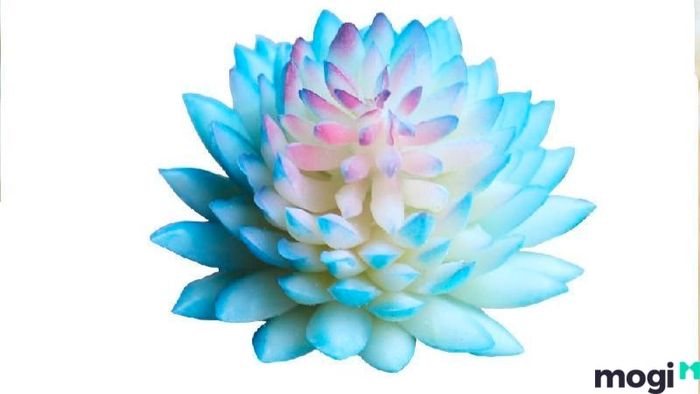 Cây Sen Đá mang ý nghĩa tượng trưng cho sự bền bỉ và sức sống mãnh liệt, là một trong những loài cây cảnh phổ biến mang lại vẻ đẹp và năng lượng tích cực cho không gian sống.