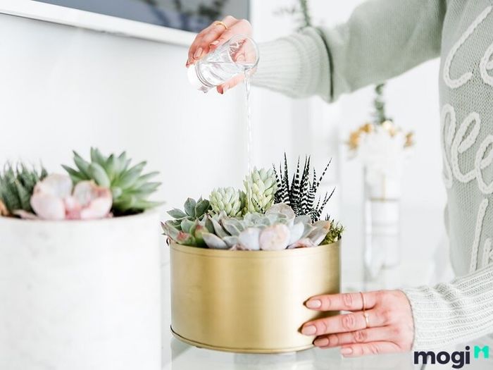 Chăm sóc Sen Đá đúng cách để cây luôn khỏe mạnh và tươi tốt