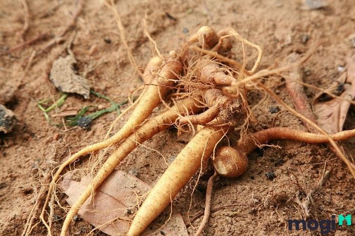 Cần 1kg sâm đất để ngâm với 5 lít rượu gạo trắng.
