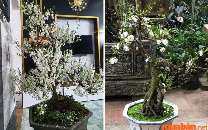 Cây nhất chi mai phù hợp với tất cả các mệnh.