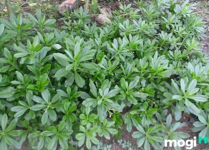 Hình ảnh cây sâm đất rất phổ biến và dễ nhận biết đối với người dân Việt Nam.