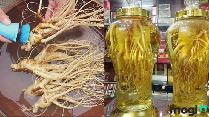 Tiến hành làm sạch và ngâm rượu sâm đất