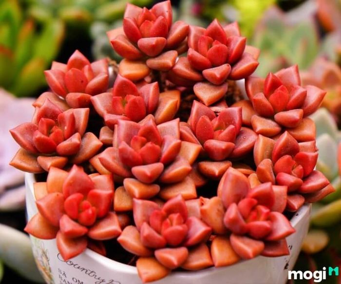 Sen Đá phù hợp với mệnh Hỏa