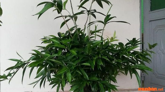 Mệnh Mộc hợp cây gì - Cây Trúc Nhật