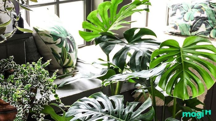 Mỗi cây trầu bà đột biến được xem là một “độc bản” duy nhất.
