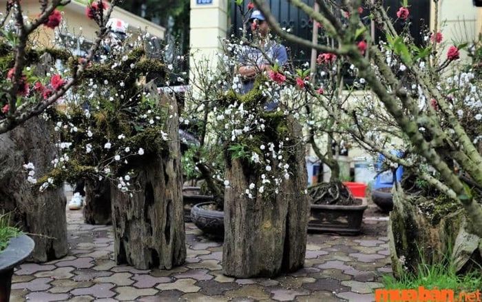 Gốc và thân cây có hình dáng xù xì, gân guốc, tượng trưng cho hình ảnh người quân tử kiên cường, mạnh mẽ.