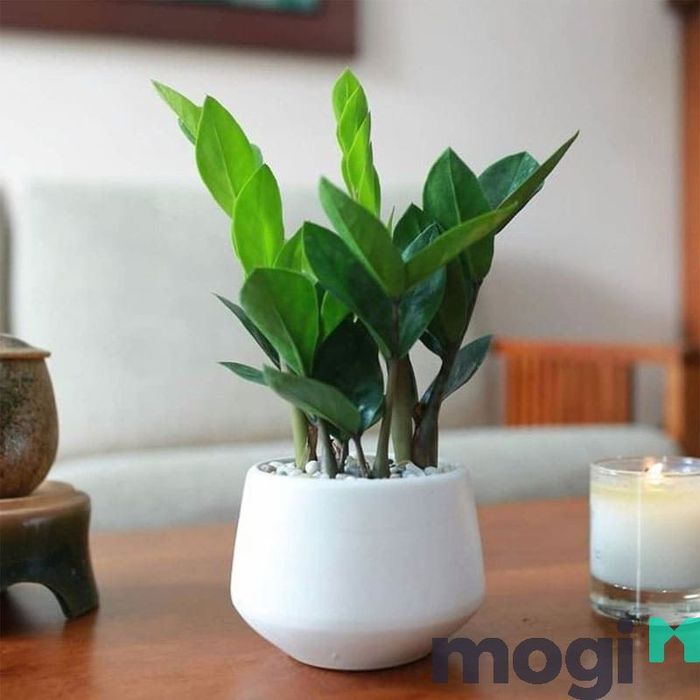 Cây kim tiền cũng rất phù hợp với người mệnh Thủy.