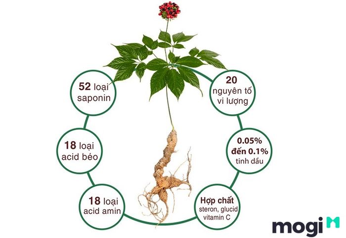 Cây sâm Ngọc Linh và các thành phần dược lý của nó