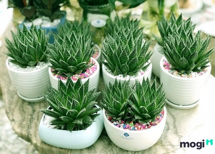 Loại Sen Đá phù hợp với mệnh Mộc