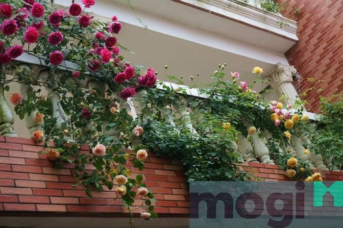 Những cây hồng leo được trồng trên ban công của ngôi nhà.