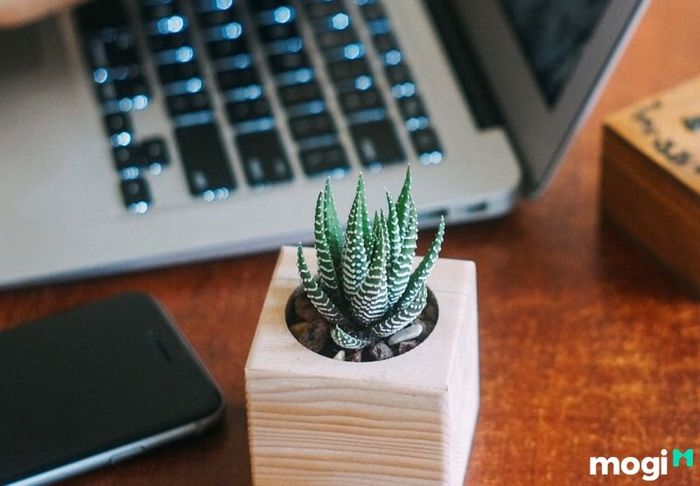 Sen Đá mang lại nhiều lợi ích thiết thực cho người trồng