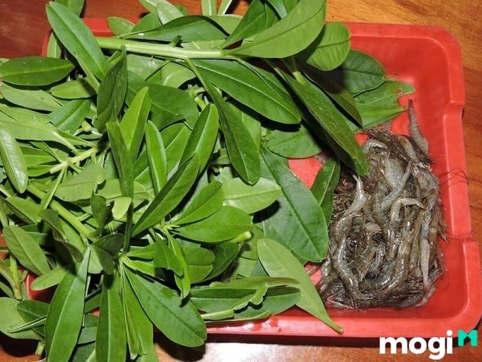 Bạn có thể nấu canh lá sâm đất kết hợp với tôm để tăng hương vị