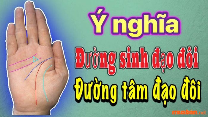 Chỉ có một số ít người sở hữu đường sinh đạo đôi trên bàn tay của mình