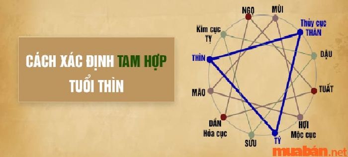 Tính toán tuổi tam hợp dựa trên nguyên lý ngũ hành âm dương