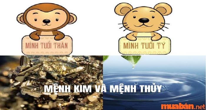 Tuổi Thân mang hành Kim, còn tuổi Tý thuộc hành Thủy.