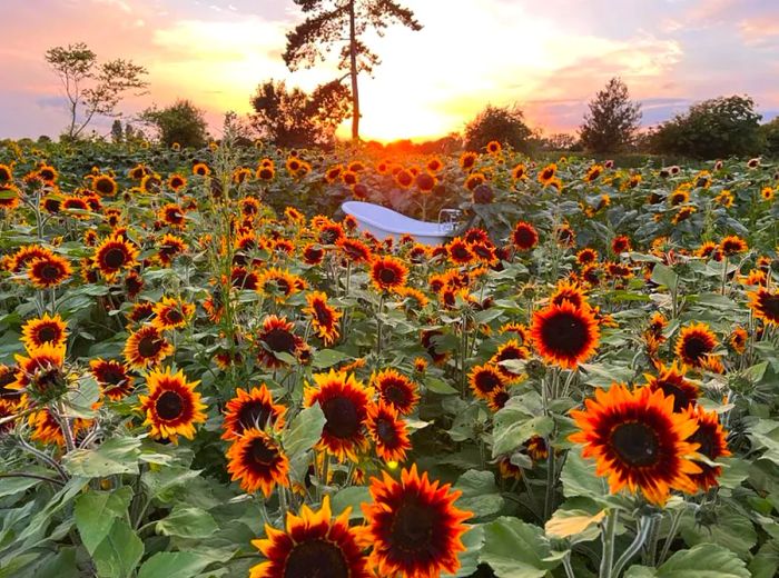 Naked visitors became an issue on a UK sunflower farm.