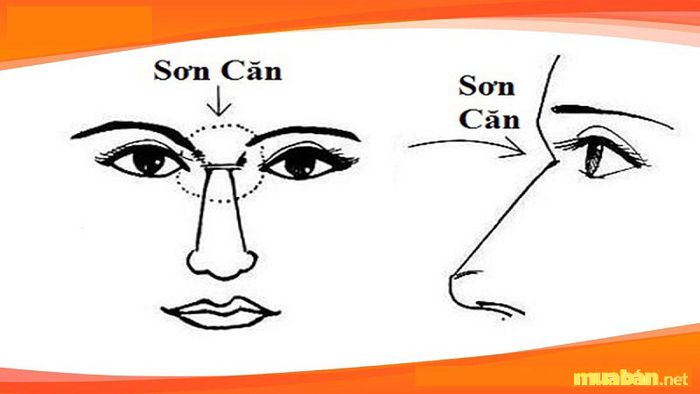 Sơn căn là một khái niệm ít người biết đến