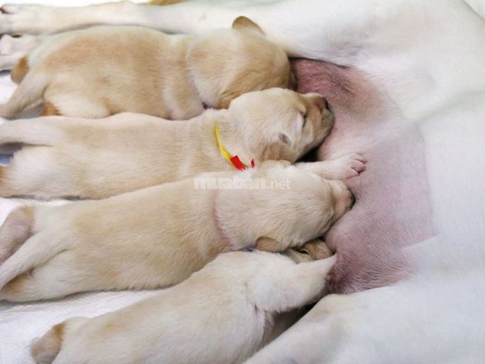 Chó đẻ trong nhà vào ban đêm