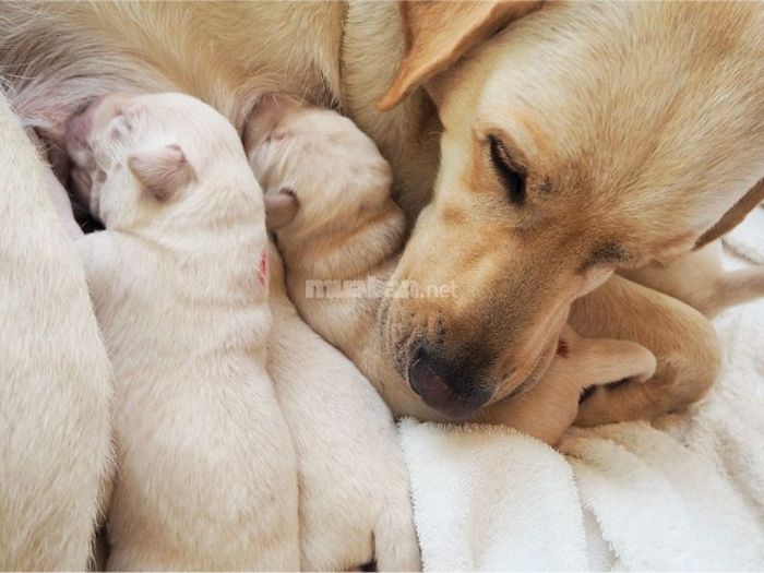 Giải mã ý nghĩa điềm báo khi chó sinh 5 con
