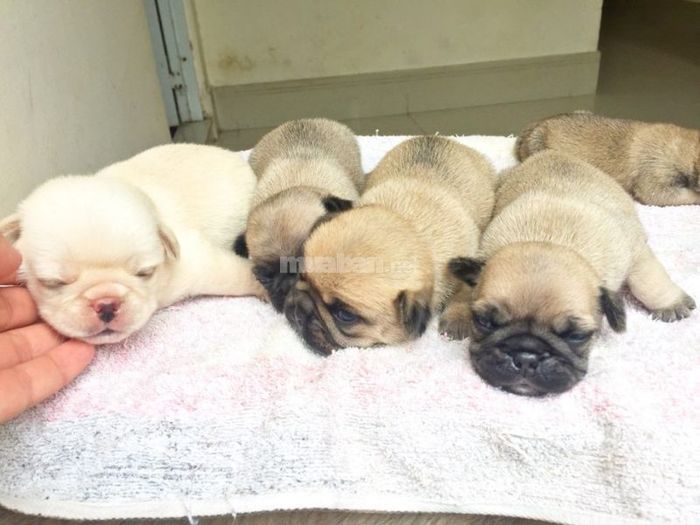 Chó sinh 5 con là điềm tốt hay xấu?