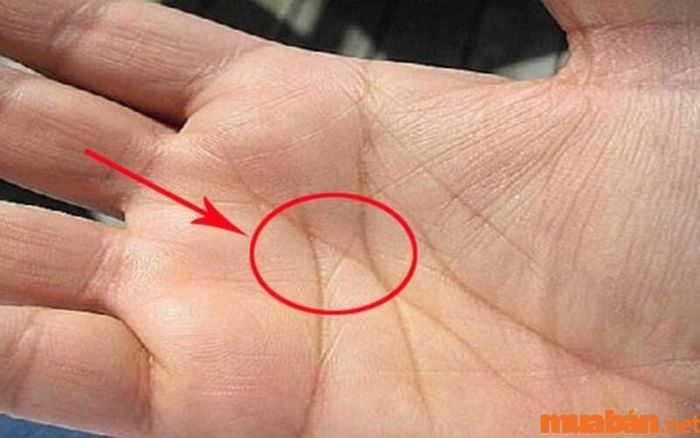 Bàn tay chữ M với các đường chỉ tay sâu và nối liền nhau