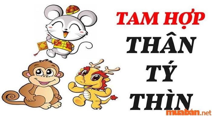 Tam hợp tuổi Thìn – Thân – Tý trong phong thủy