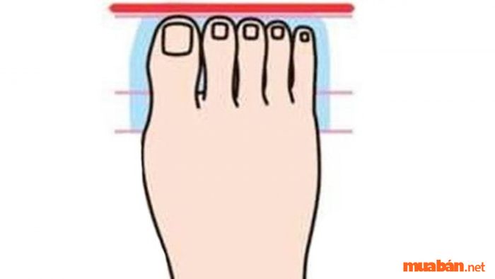 Những người có các ngón chân dài đều thường rất ngay thẳng và trung thực