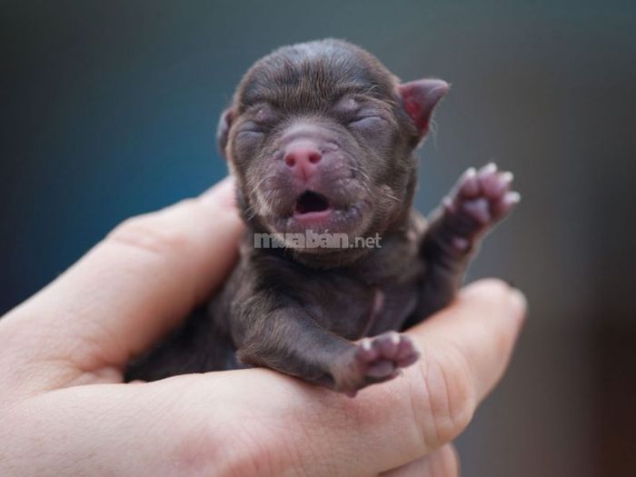 Chó sinh 1 con mang điềm báo gì?