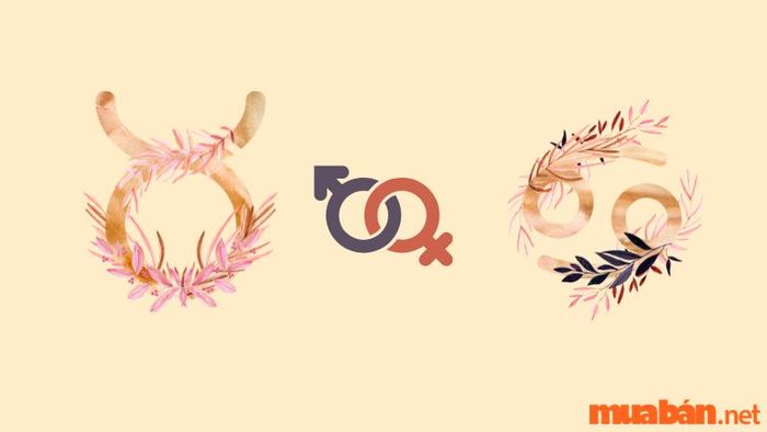 Kim Ngưu nam và Cự Giải nữ