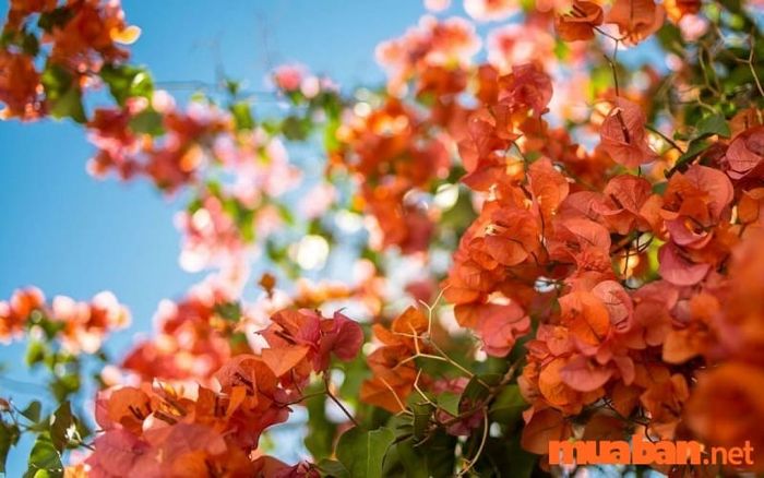 Chọn màu hoa phù hợp với mệnh của gia chủ để mang lại may mắn.