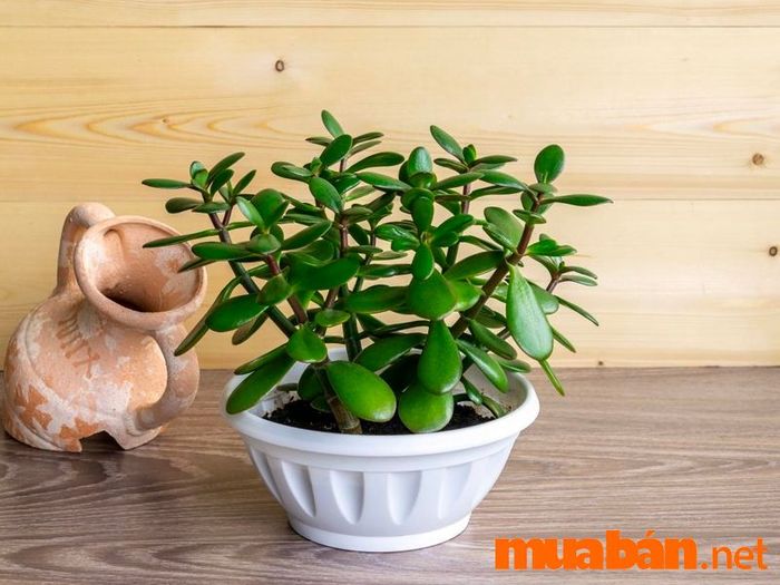 Cây phong thuỷ hợp mệnh Hoả