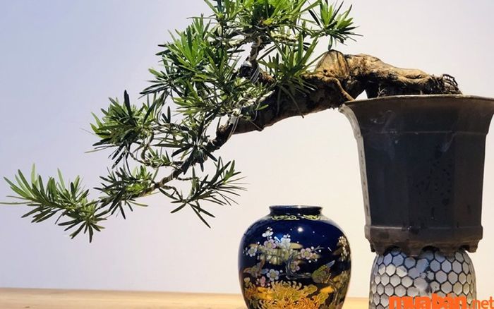 Tuổi Nhâm Tuất trồng cây gì hợp phong thủy? Cây Tùng La Hán mang ý nghĩa vươn lên mạnh mẽ, đạt được mục tiêu trong cuộc sống