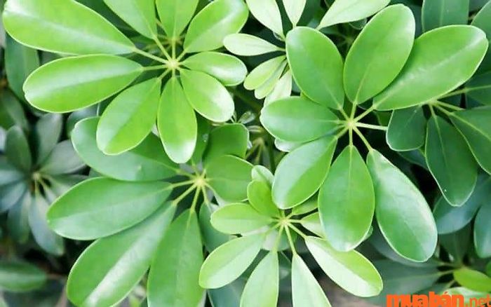 Cây ngũ gia bì giúp bảo vệ tài chính, tránh thất thoát và đem lại sự ổn định về tài sản