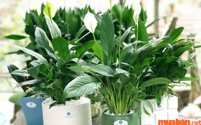 Người tuổi Canh Tuất nên trồng cây gì hợp phong thủy? Cây Lan Ý giúp xua đuổi vận xấu, cải thiện các mối quan hệ và cân bằng cảm xúc
