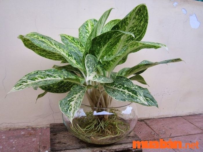 Cây ngọc ngân là một trong những cây phong thủy mệnh Thủy nổi bật, được yêu thích vì khả năng mang lại tài lộc, may mắn và thịnh vượng. Nhiều người tin rằng đặt cây trong nhà hoặc văn phòng sẽ giúp gia chủ luôn gặp may mắn, công việc thuận lợi và tiền tài phát triển. Với màu sắc chủ đạo là trắng, cây ngọc ngân thuộc hành Kim, hỗ trợ người mệnh Thủy, giúp mọi điều suôn sẻ và sự nghiệp thăng tiến.