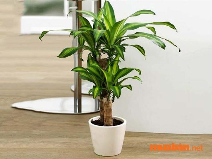 Cây Thiết Mộc Lan là một trong những loại cây được trưng bày phổ biến trong nhiều gia đình Việt.