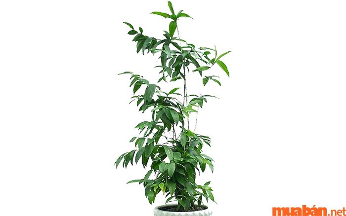 Người tuổi Giáp Tuất hợp với cây gì? Cây Trúc Nhật có sức sống bền bỉ, giúp thanh lọc không khí và cân bằng cảm xúc cho gia chủ.