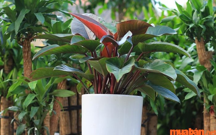 Người tuổi Giáp Tuất 1994 nên chọn cây trầu bà đế vương để xua đuổi năng lượng xấu, mang lại may mắn và giúp công việc thăng tiến