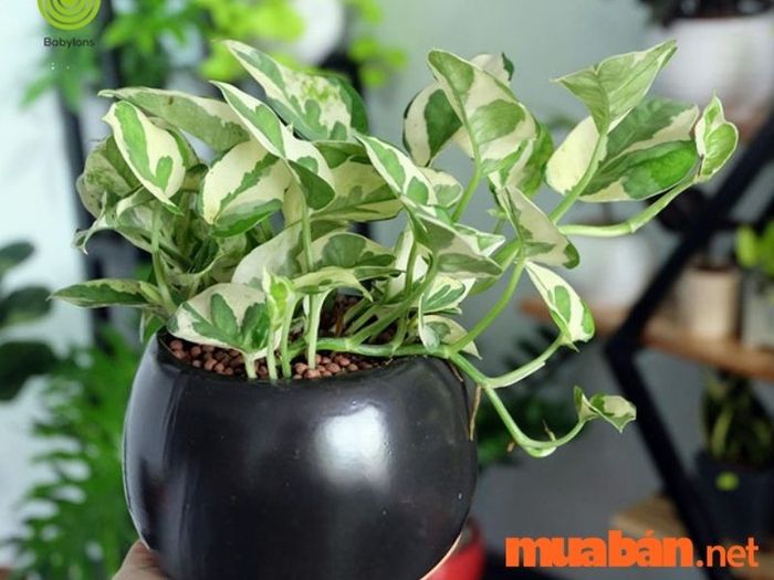 Cây trầu bà cẩm thạch là một loài cây phong thủy mệnh Thủy phổ biến, thích hợp để trang trí trong không gian sống, mang lại tài lộc và thịnh vượng.